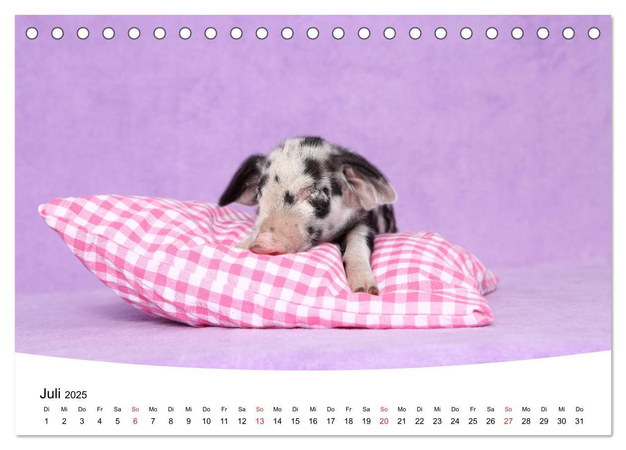 Bild: 9783435332663 | Niedliche Ferkel lovely piglets 2025 (Tischkalender 2025 DIN A5...