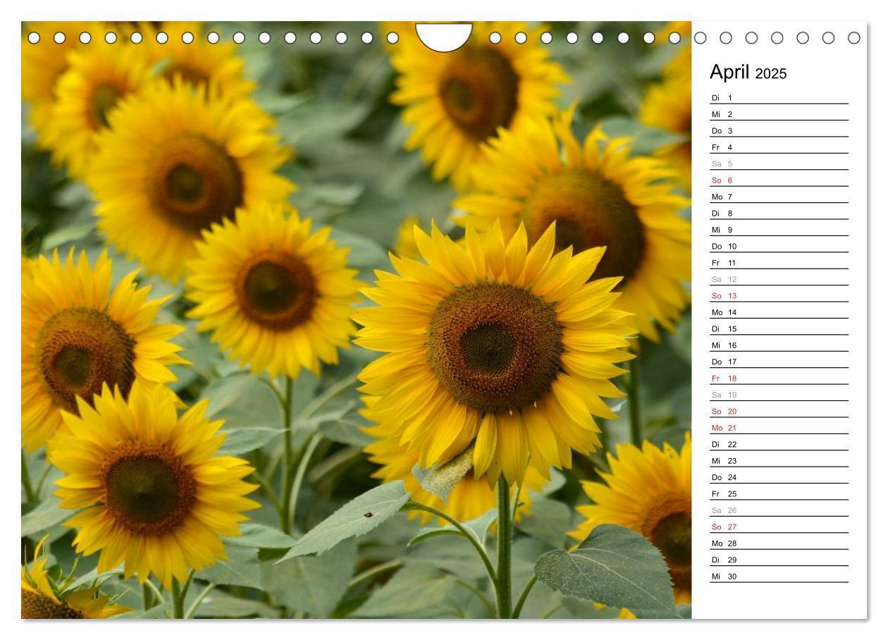 Bild: 9783435477142 | Ein Jahr lang Sonnenblumen (Wandkalender 2025 DIN A4 quer),...