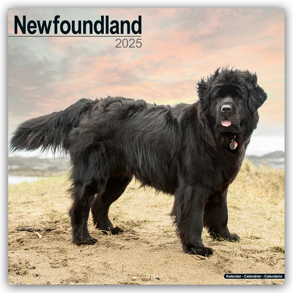 Cover: 9781804603697 | Newfoundland - Neufundländer 2025 - 16-Monatskalender | Ltd | Kalender