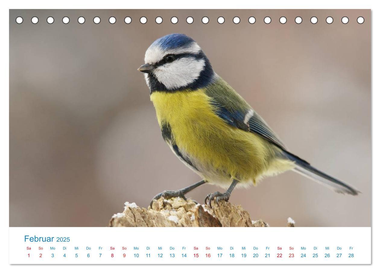 Bild: 9783435458363 | Singvögel - 12 Arten im Garten (Tischkalender 2025 DIN A5 quer),...