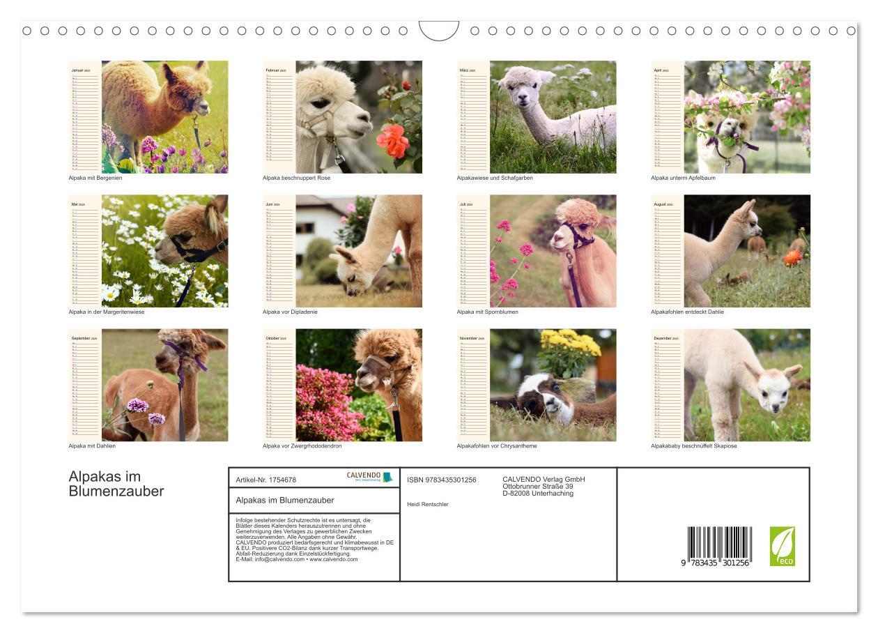 Bild: 9783435301256 | Alpakas im Blumenzauber (Wandkalender 2025 DIN A3 quer), CALVENDO...