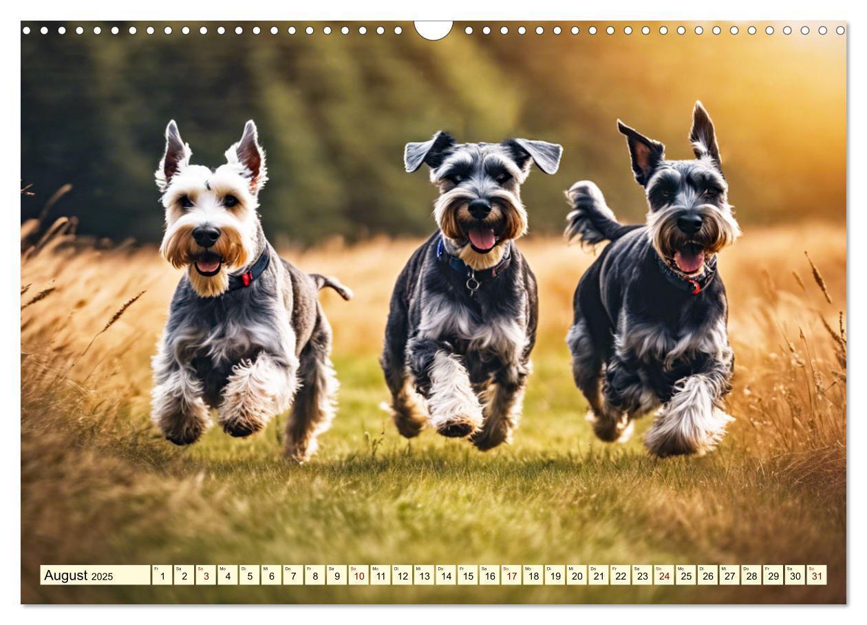 Bild: 9783457036914 | Schnauzer - vielseitige Allrounder (Wandkalender 2025 DIN A3 quer),...