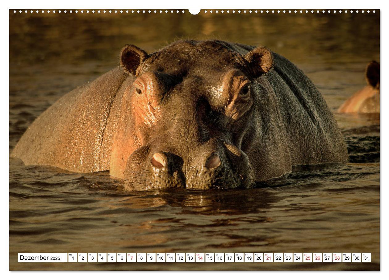 Bild: 9783435155705 | Namibia &amp; Botswana (Wandkalender 2025 DIN A2 quer), CALVENDO...