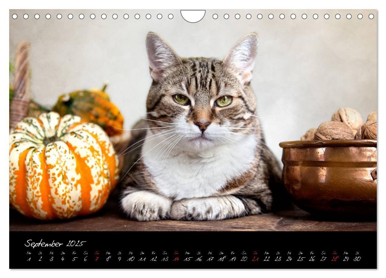 Bild: 9783435837663 | Katzen 2025 (Wandkalender 2025 DIN A4 quer), CALVENDO Monatskalender