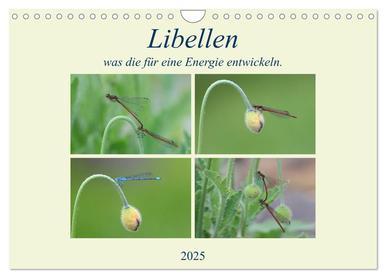 Cover: 9783435158812 | Libellen, was die für eine Energie entwickeln. (Wandkalender 2025...