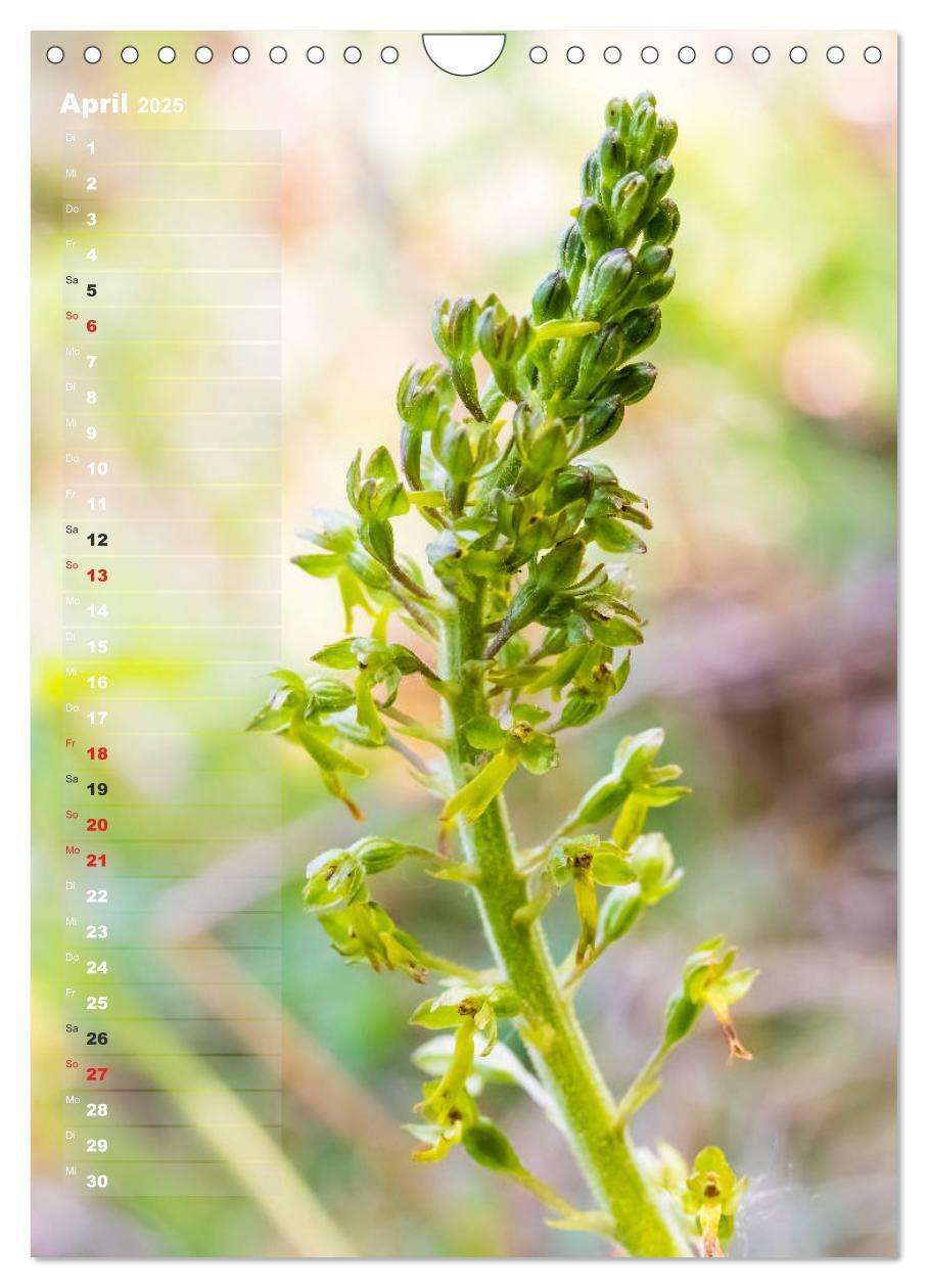 Bild: 9783435942473 | Auf der Suche nach Orchideen in Deutschland (Wandkalender 2025 DIN...