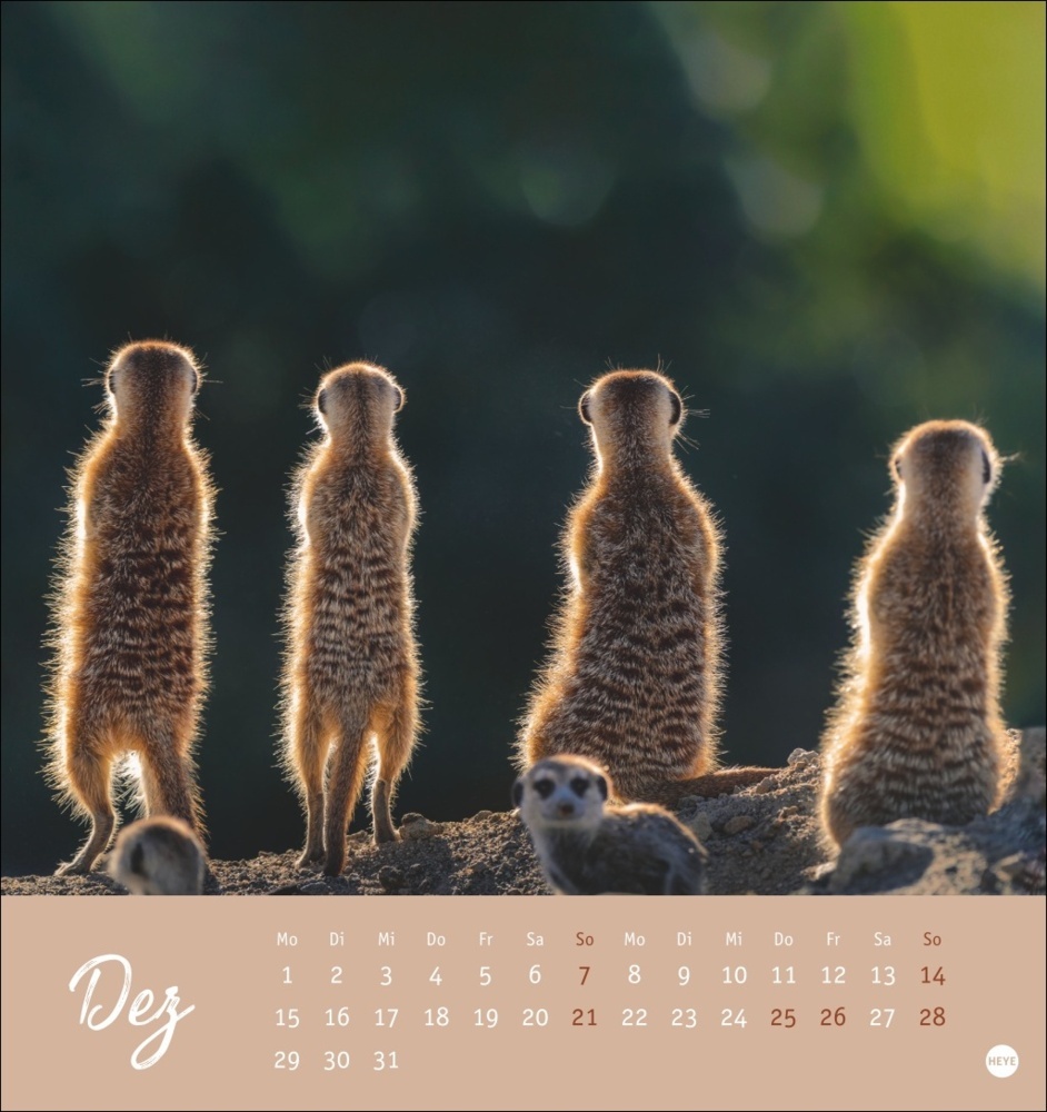 Bild: 9783756407163 | Erdmännchen Postkartenkalender 2025 | Kalender | Spiralbindung | 13 S.