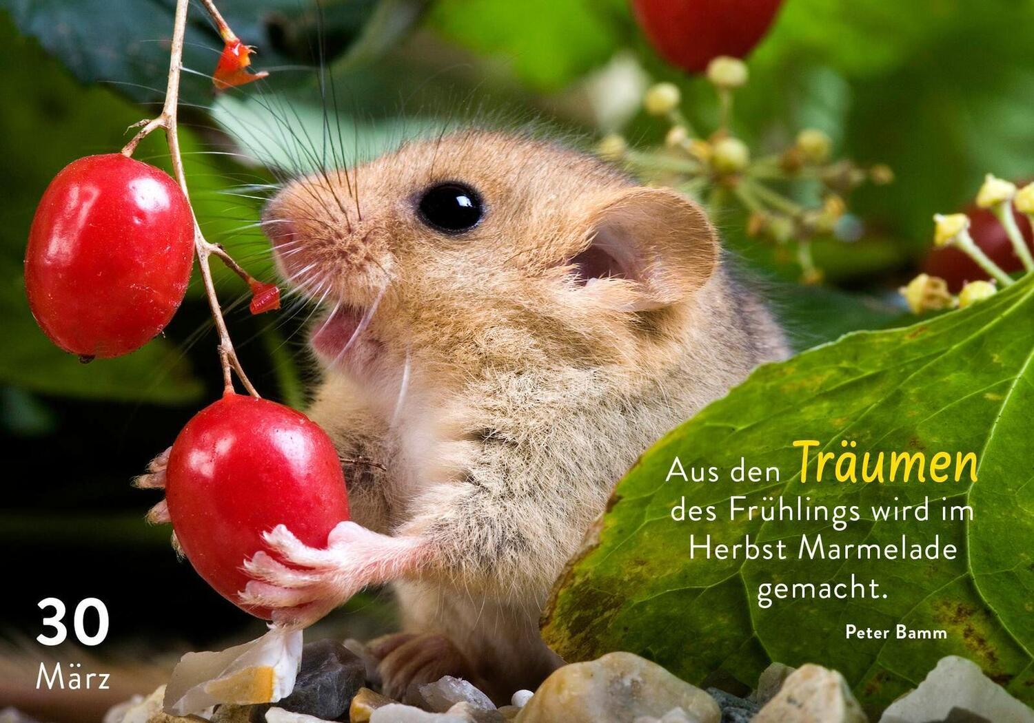 Bild: 9783629010933 | 365 mal tierisch gut drauf! | Pattloch Verlag | Kalender | 384 S.