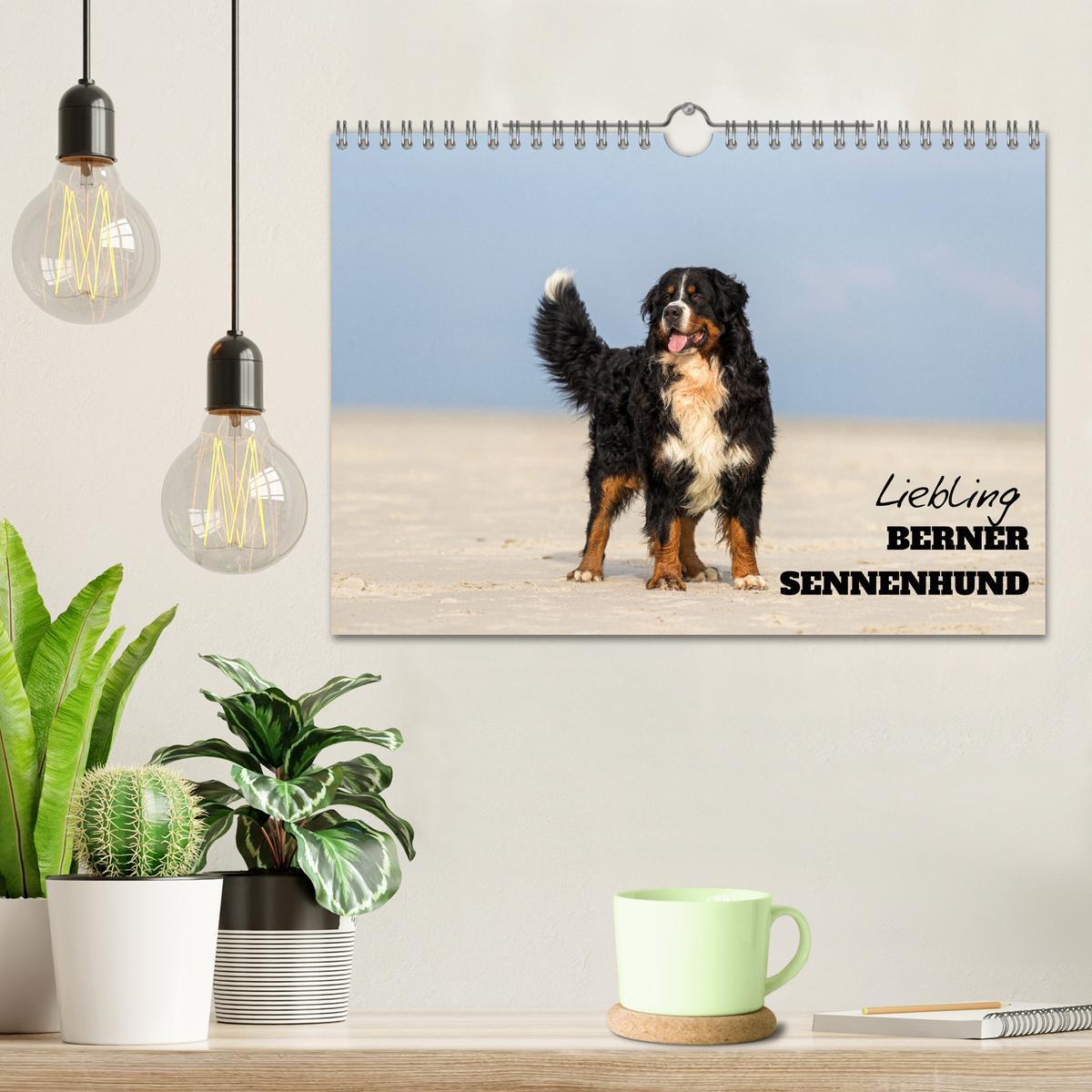 Bild: 9783435659890 | Liebling BERNER SENNENHUND (Wandkalender 2025 DIN A4 quer),...