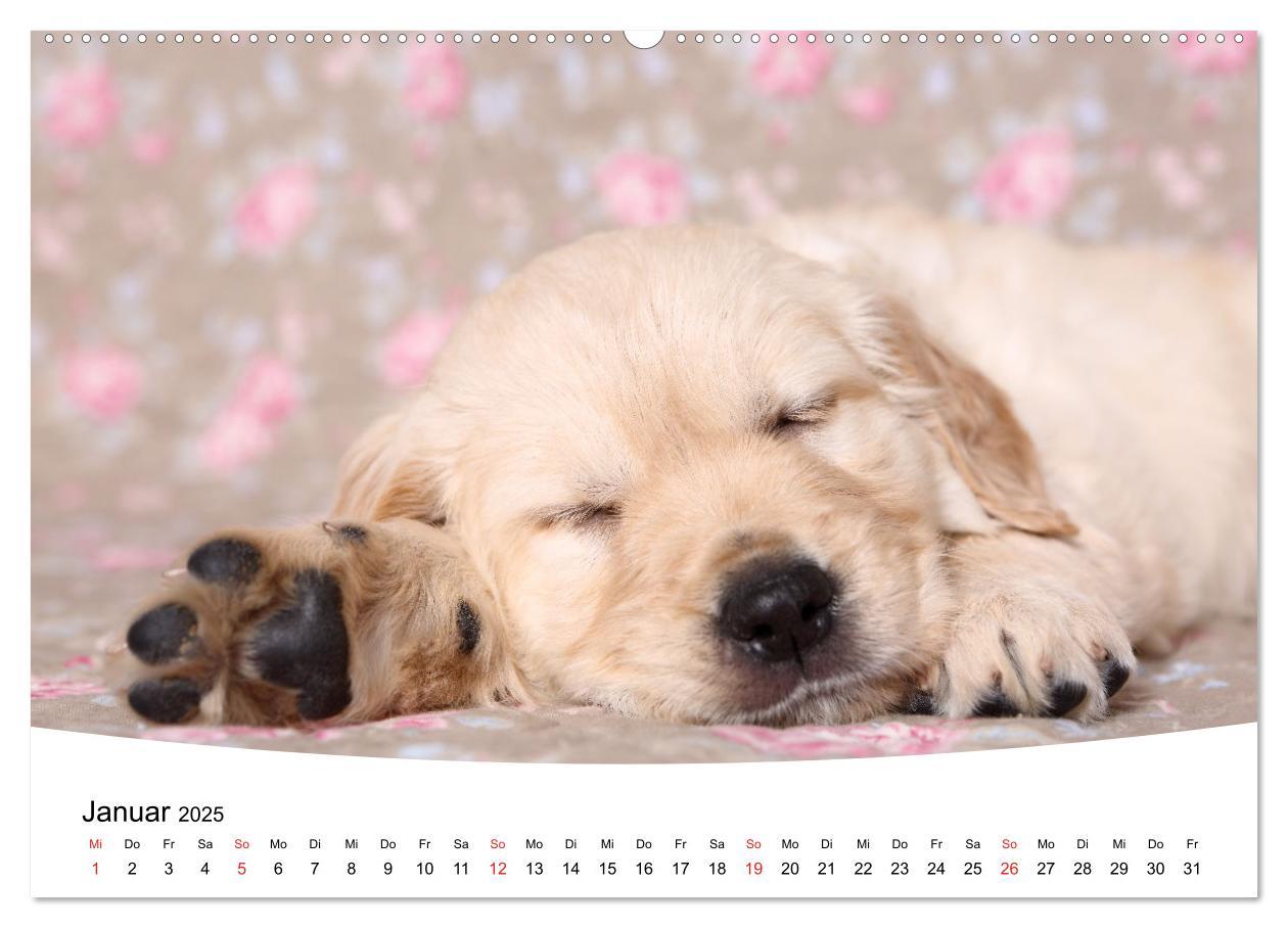 Bild: 9783435159338 | Süße Träume 2025 - schlafende Hundewelpen (Wandkalender 2025 DIN A2...