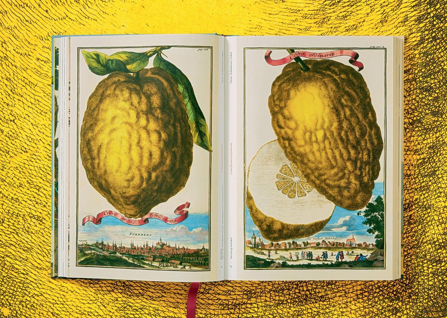 Bild: 9783836535250 | J. C. Volkamer. The Book of Citrus Fruits | Collector's Edition | Buch