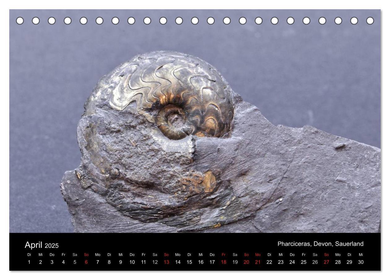 Bild: 9783435770205 | Fossilien - Zeugen der Urzeit (Tischkalender 2025 DIN A5 quer),...