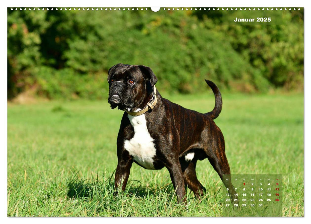 Bild: 9783435179039 | Einmal Boxer - immer Boxer (Wandkalender 2025 DIN A2 quer),...