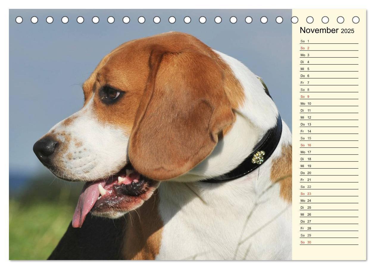 Bild: 9783435540396 | Beagle - Herz auf 4 Pfoten (Tischkalender 2025 DIN A5 quer),...