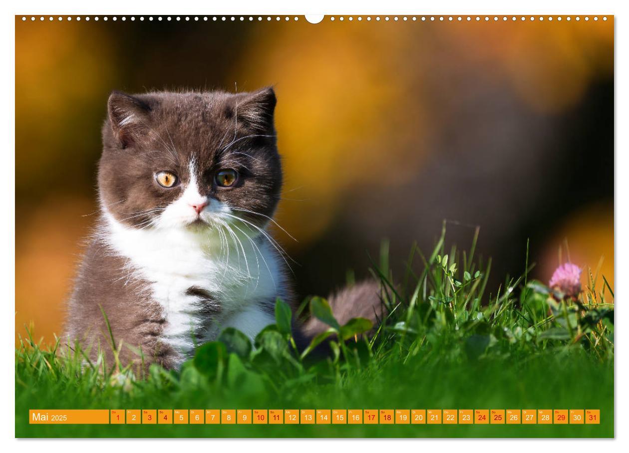 Bild: 9783435338290 | Katzenkinder - Britisch Kurzhaar (hochwertiger Premium Wandkalender...