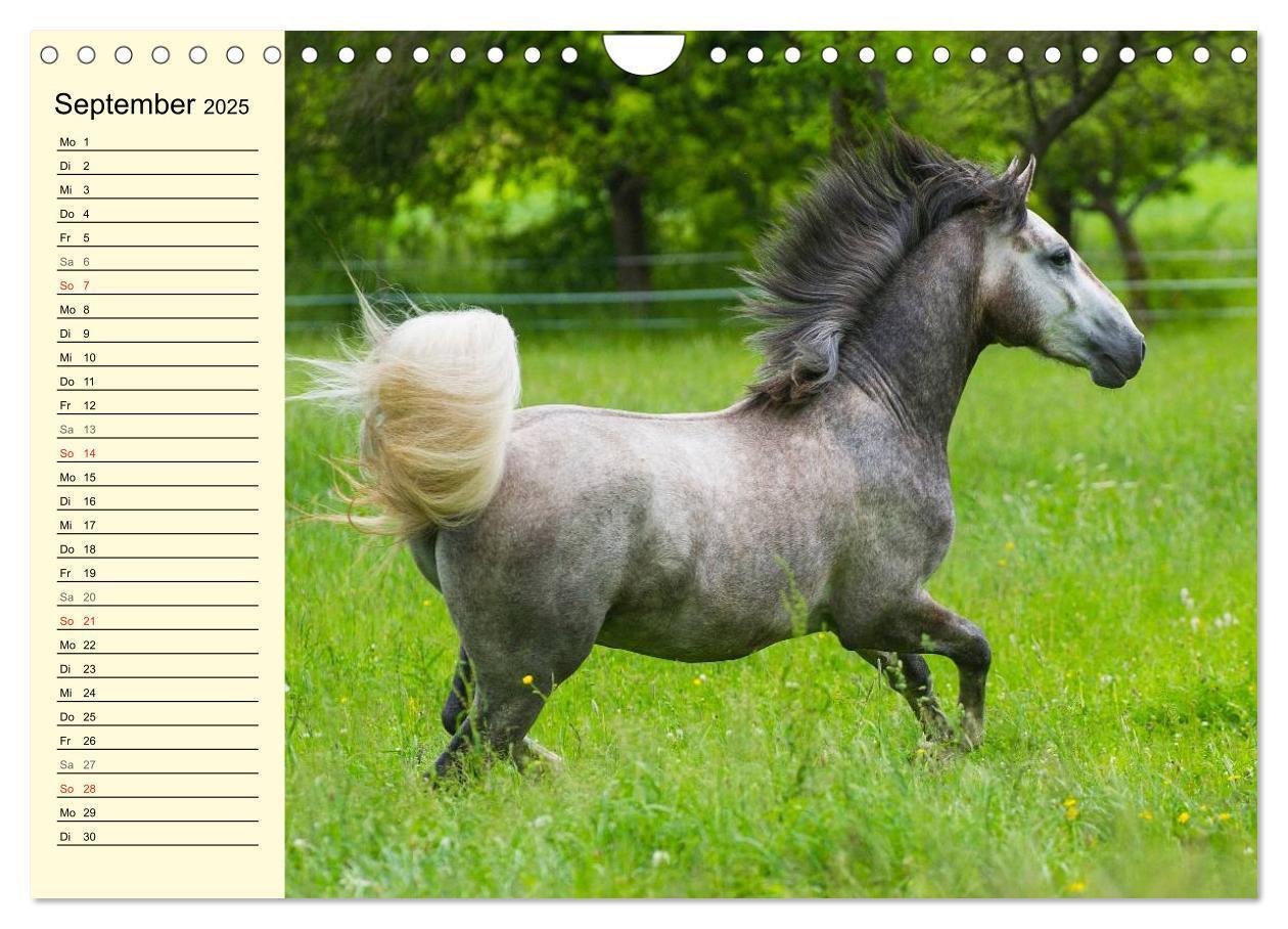 Bild: 9783435545544 | Traumpferd Lipizzaner (Wandkalender 2025 DIN A4 quer), CALVENDO...