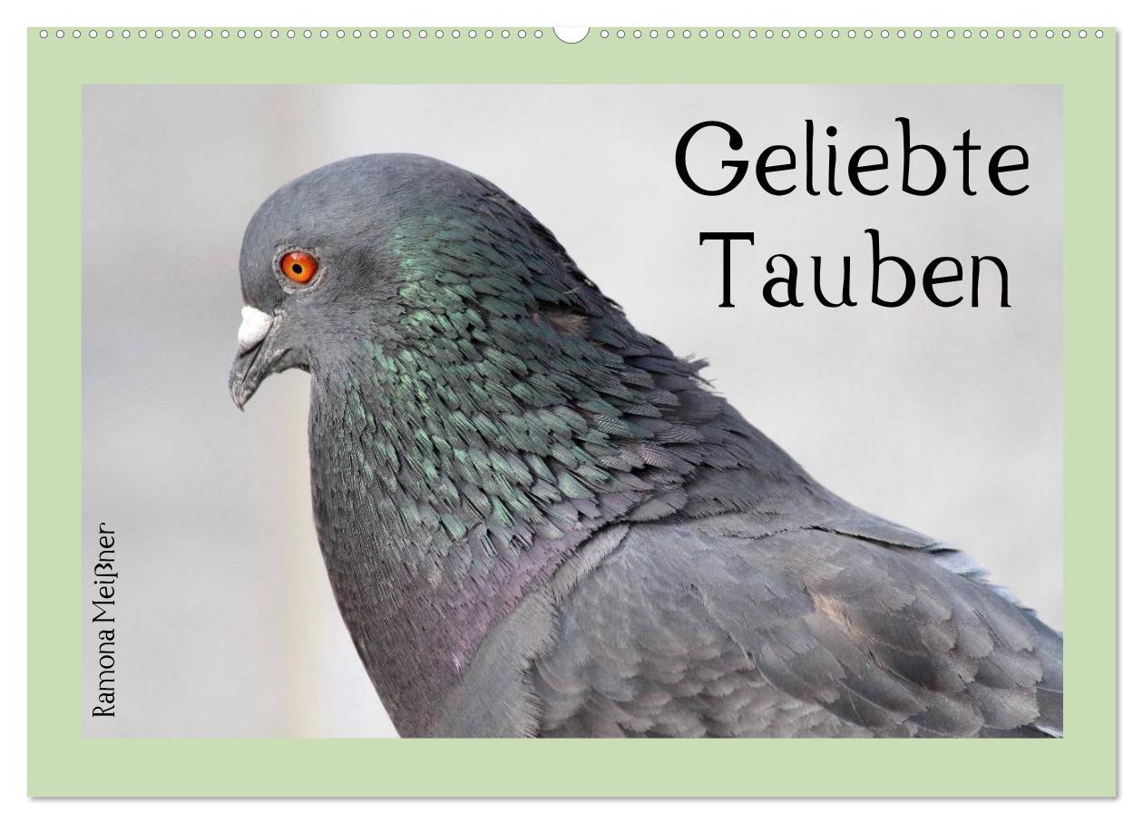 Cover: 9783435755899 | Geliebte Tauben (Wandkalender 2025 DIN A2 quer), CALVENDO...