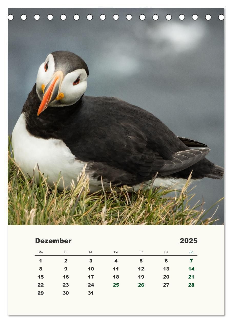 Bild: 9783435906314 | Papageientaucher in Island (Tischkalender 2025 DIN A5 hoch),...