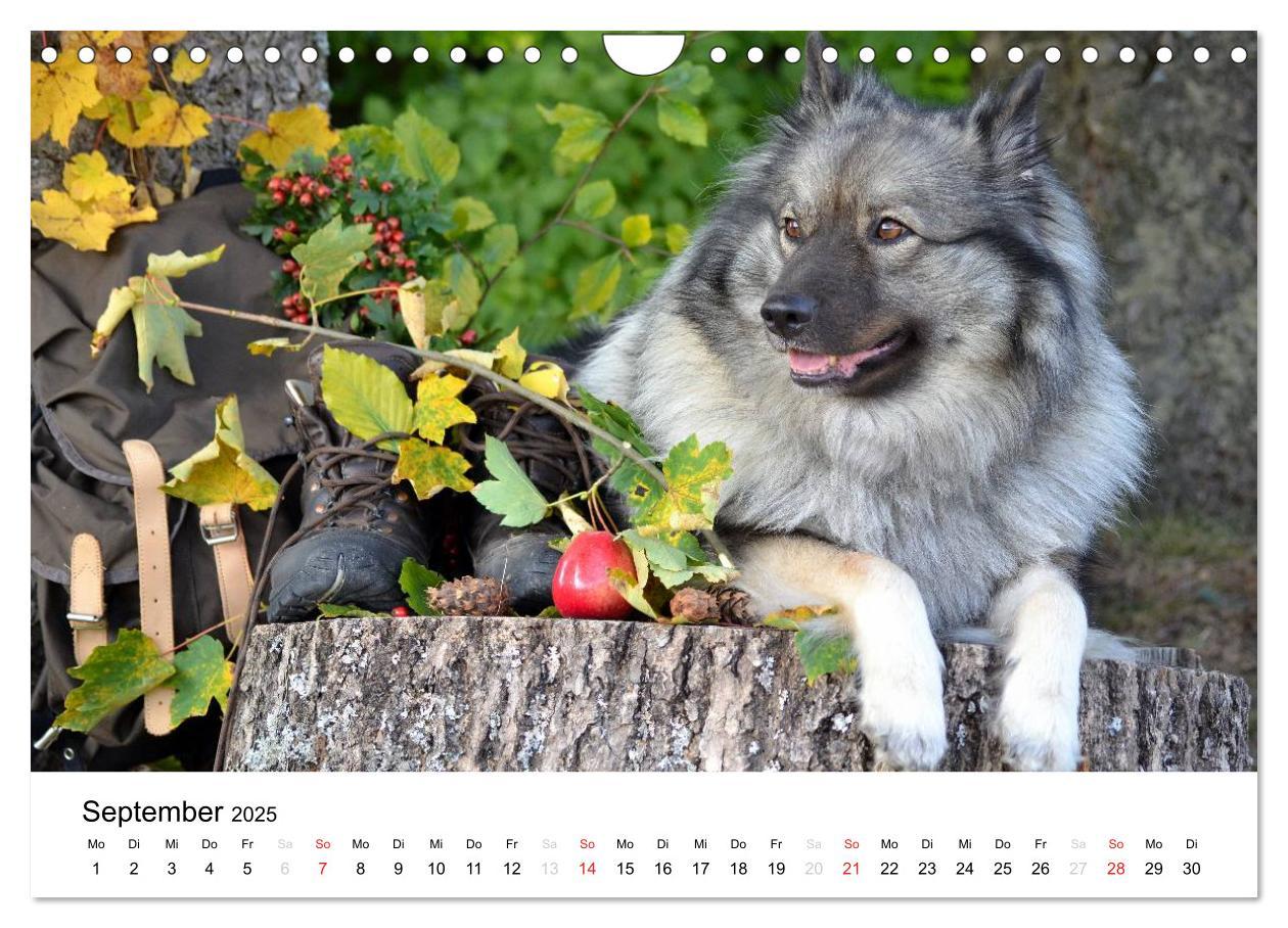 Bild: 9783435805457 | Der Wolfsspitz (Wandkalender 2025 DIN A4 quer), CALVENDO...