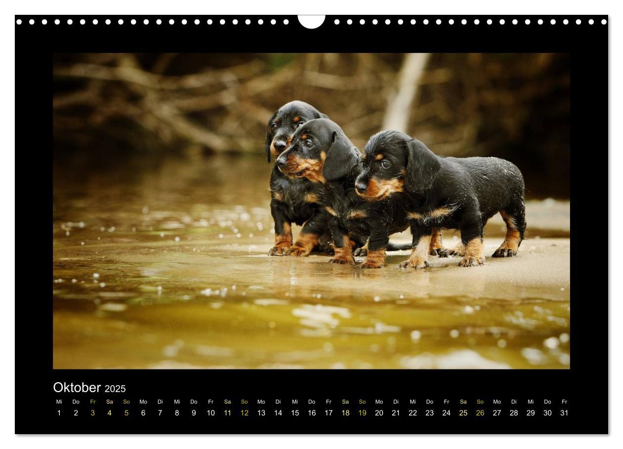 Bild: 9783435641055 | Allerlei Hundekinder (Wandkalender 2025 DIN A3 quer), CALVENDO...