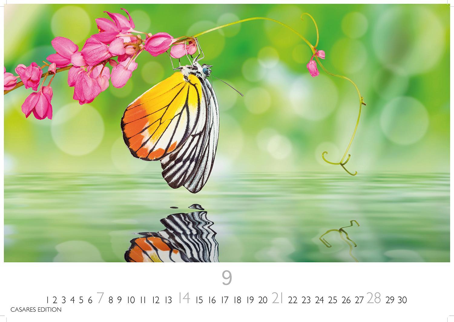 Bild: 9781835241295 | Schmetterlinge 2025 S 24x35cm | Kalender | 14 S. | Deutsch | 2025