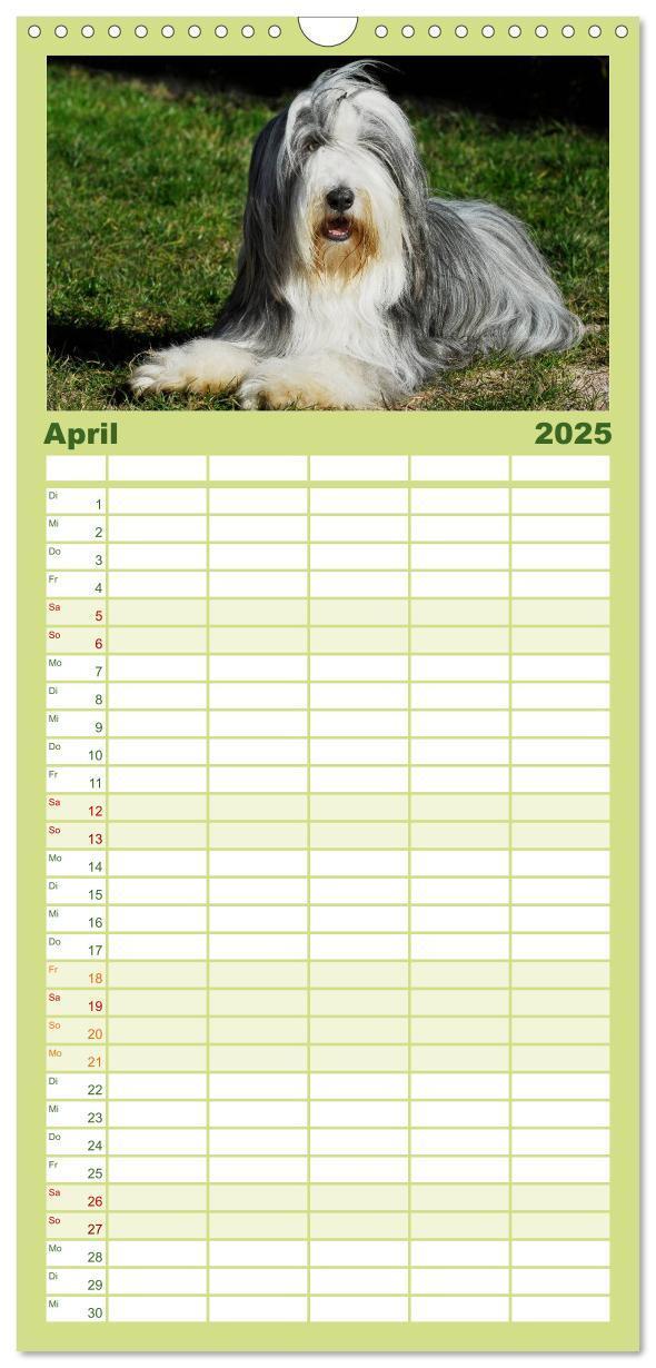 Bild: 9783457125168 | Familienplaner 2025 - Liebenswerter Clown Bearded Collie mit 5...