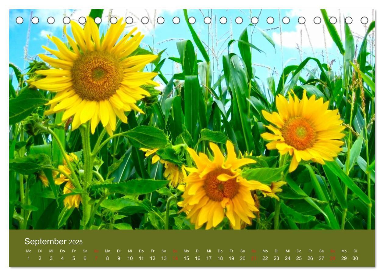 Bild: 9783435798957 | Sonnenblumen - die Blumen der Lebensfreude (Tischkalender 2025 DIN...