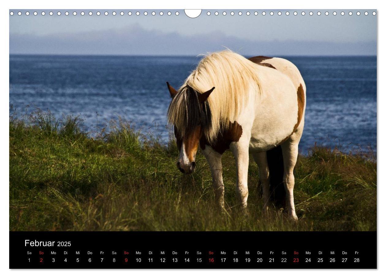 Bild: 9783435831418 | Islandpferde (Wandkalender 2025 DIN A3 quer), CALVENDO Monatskalender