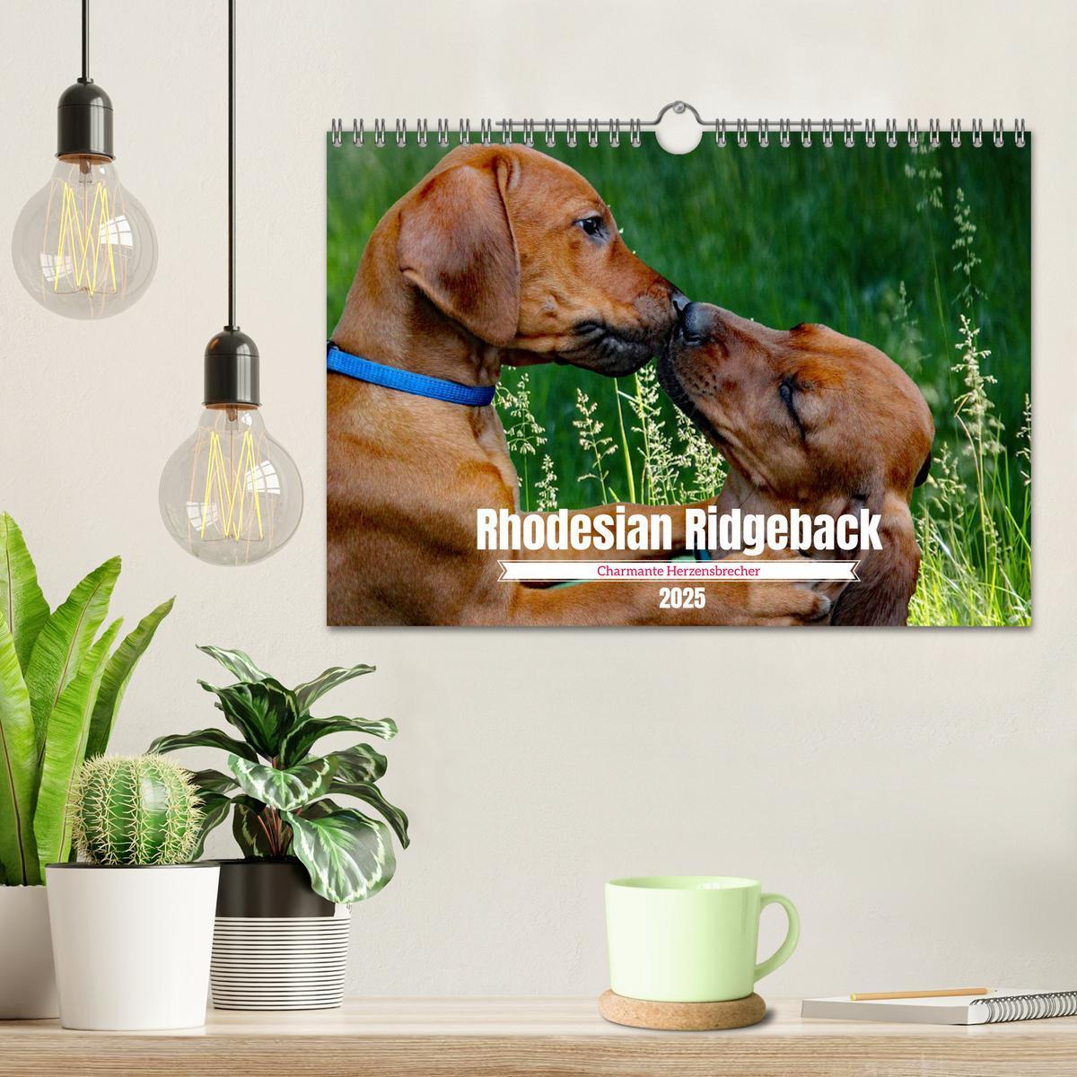 Bild: 9783383939686 | Rhodesian Ridgeback, Charmante Herzensbrecher (Wandkalender 2025...