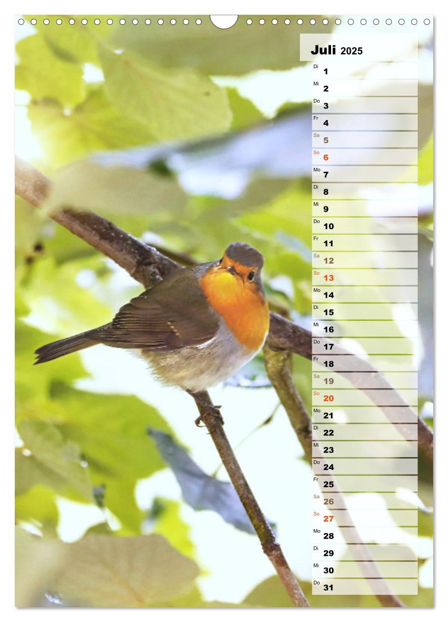 Bild: 9783435876945 | Niedliche Rotkehlchen (Wandkalender 2025 DIN A3 hoch), CALVENDO...