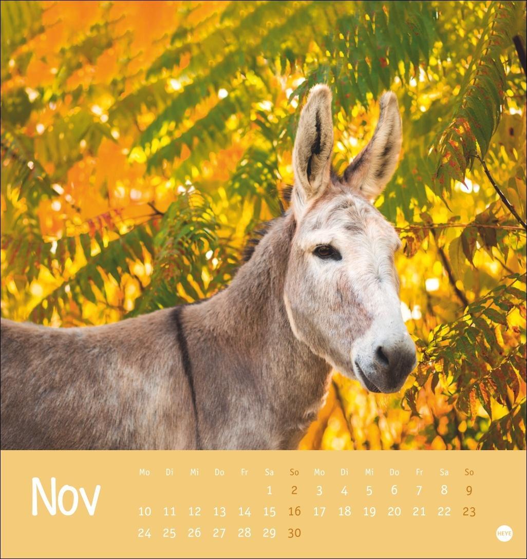 Bild: 9783756407149 | Esel Postkartenkalender 2025 - Von wegen sturer Esel | Heye | Kalender