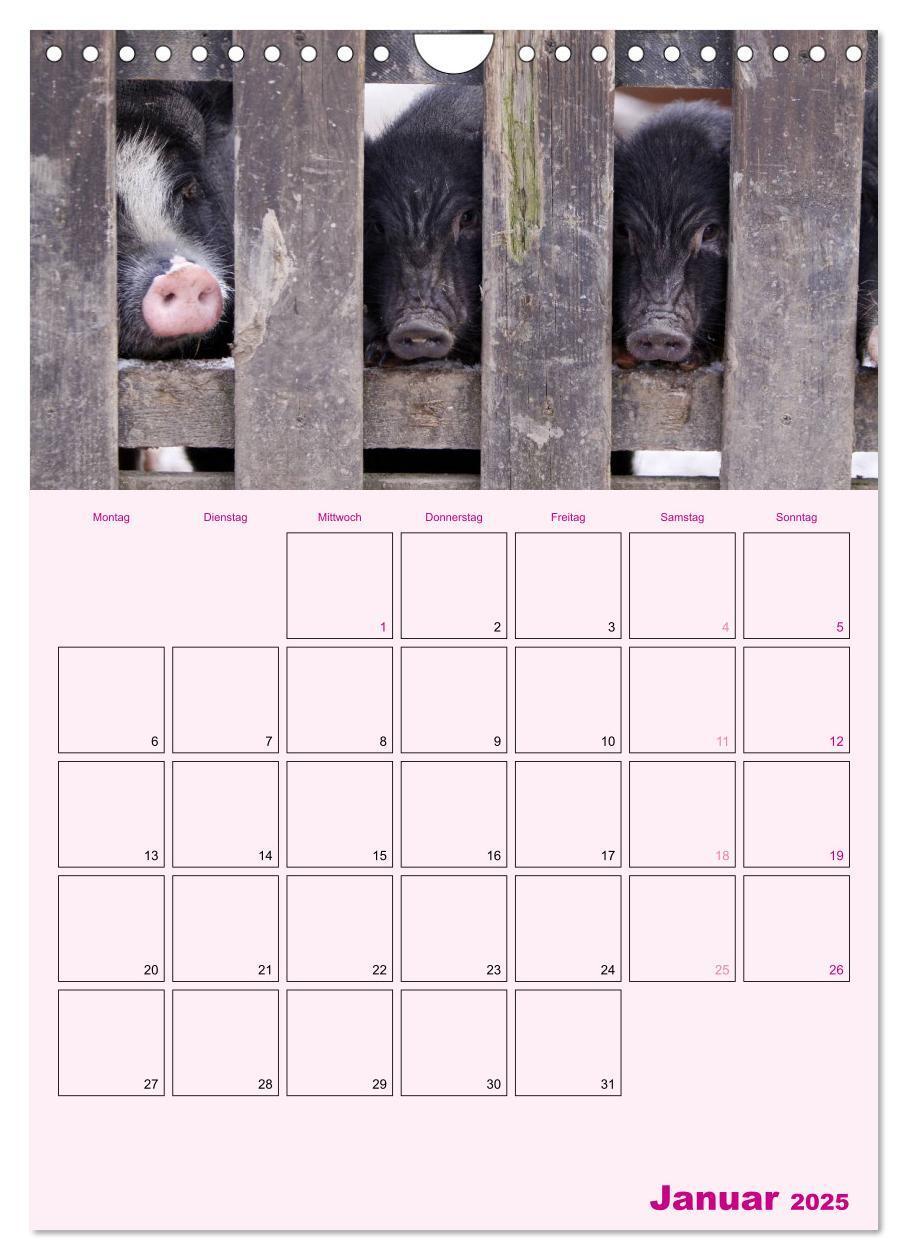 Bild: 9783457077214 | Schweinischer Terminplaner (Wandkalender 2025 DIN A4 hoch),...