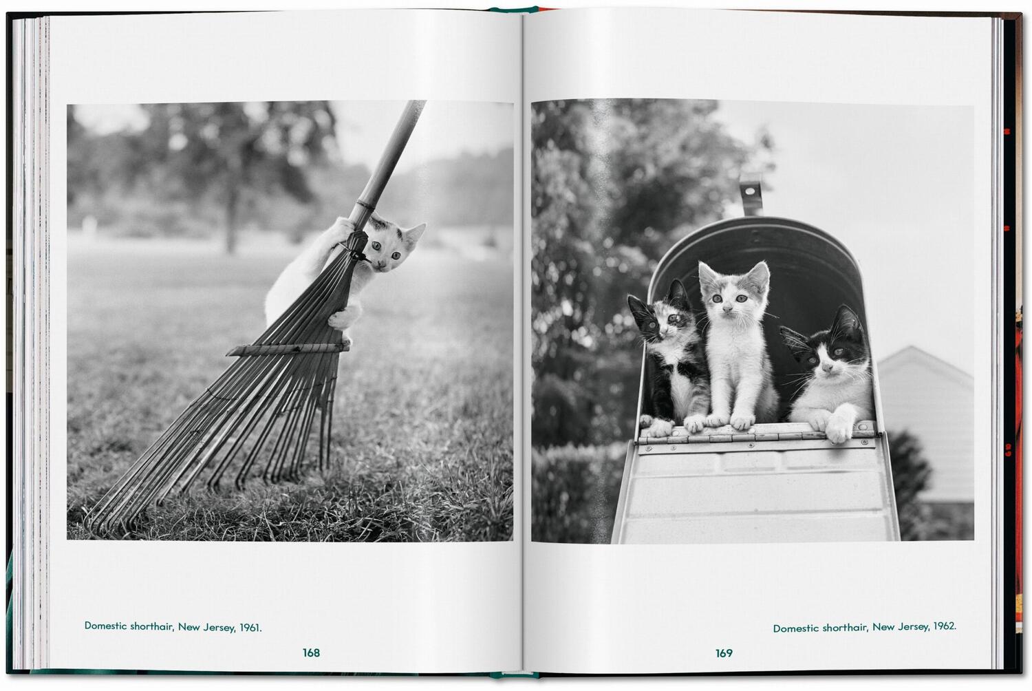 Bild: 9783836595315 | Walter Chandoha. Cats. Photographs 1942-2018 | Buch | 192 S. | 2023