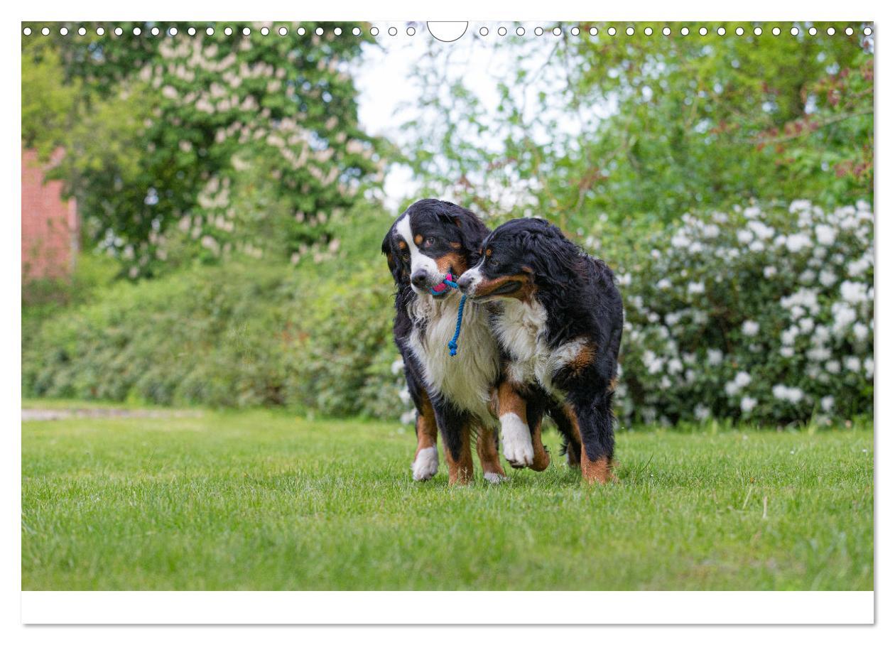 Bild: 9783435659418 | Liebling BERNER SENNENHUND (Wandkalender 2025 DIN A3 quer),...