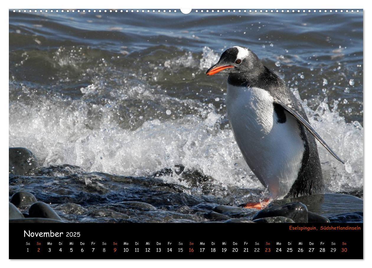 Bild: 9783435811700 | Pinguine aus aller Welt (Wandkalender 2025 DIN A2 quer), CALVENDO...