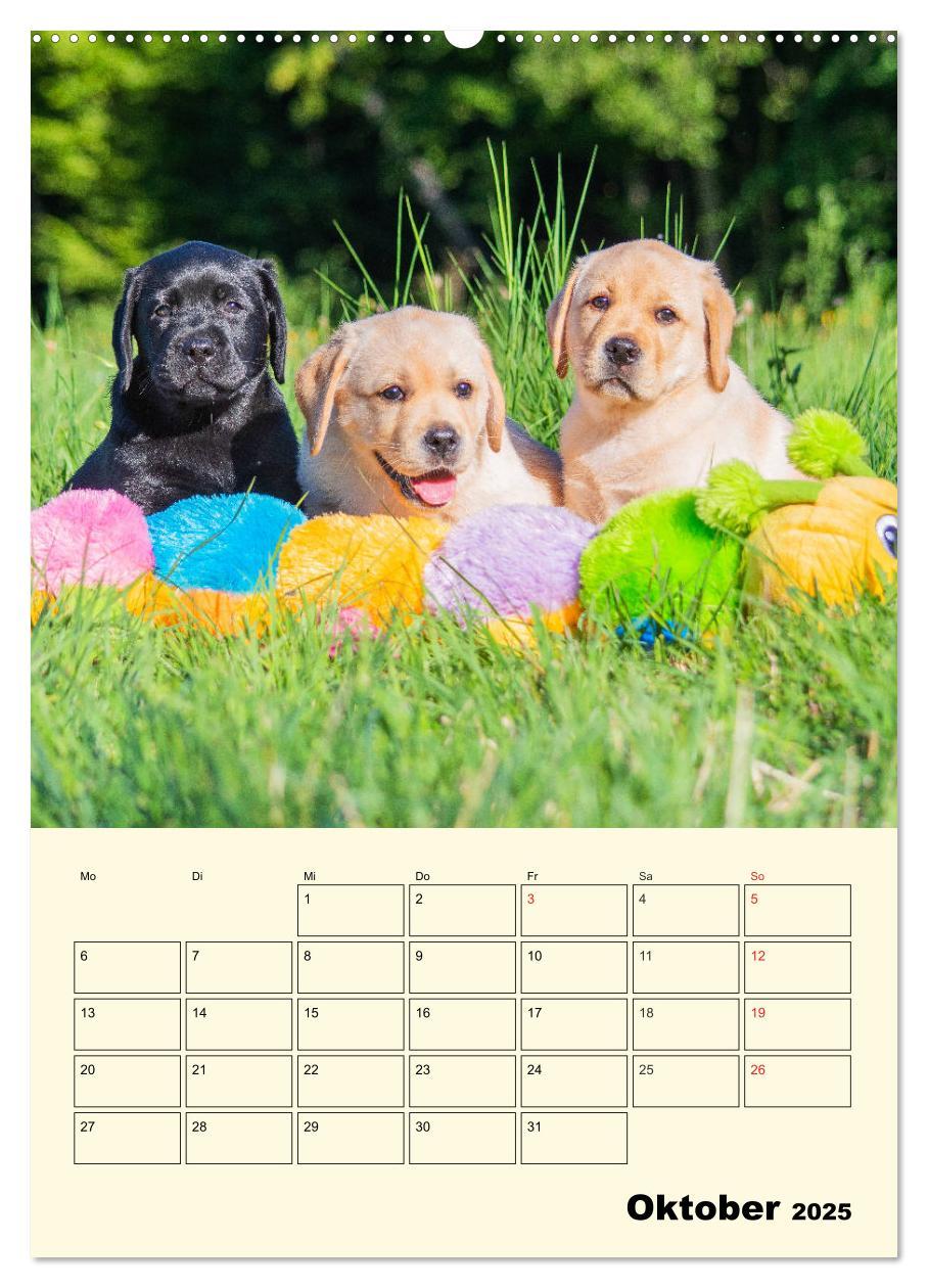 Bild: 9783435957675 | Familienplaner - Labrador Welpen entdecken die Welt (Wandkalender...