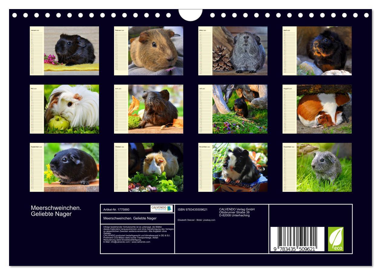 Bild: 9783435509621 | Meerschweinchen. Geliebte Nager (Wandkalender 2025 DIN A4 quer),...