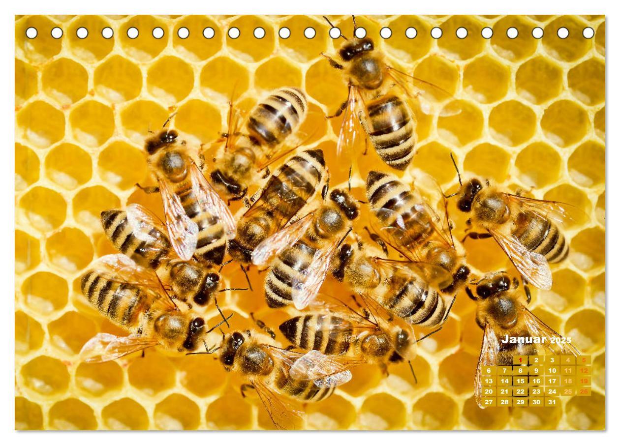 Bild: 9783435124435 | Ein Leben für den Honig - Bienen und Imker (Tischkalender 2025 DIN...