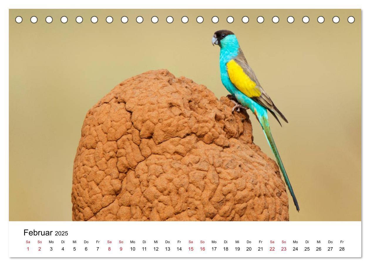 Bild: 9783435612239 | Australische Papageien (Tischkalender 2025 DIN A5 quer), CALVENDO...