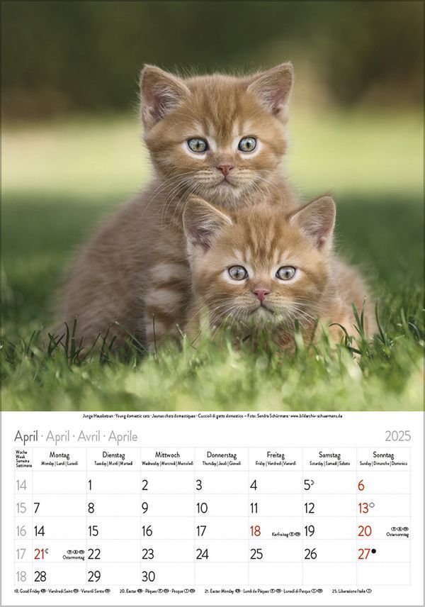 Bild: 9783731876168 | Katzen 2025 | Korsch Verlag | Kalender | Spiralbindung | 13 S. | 2025