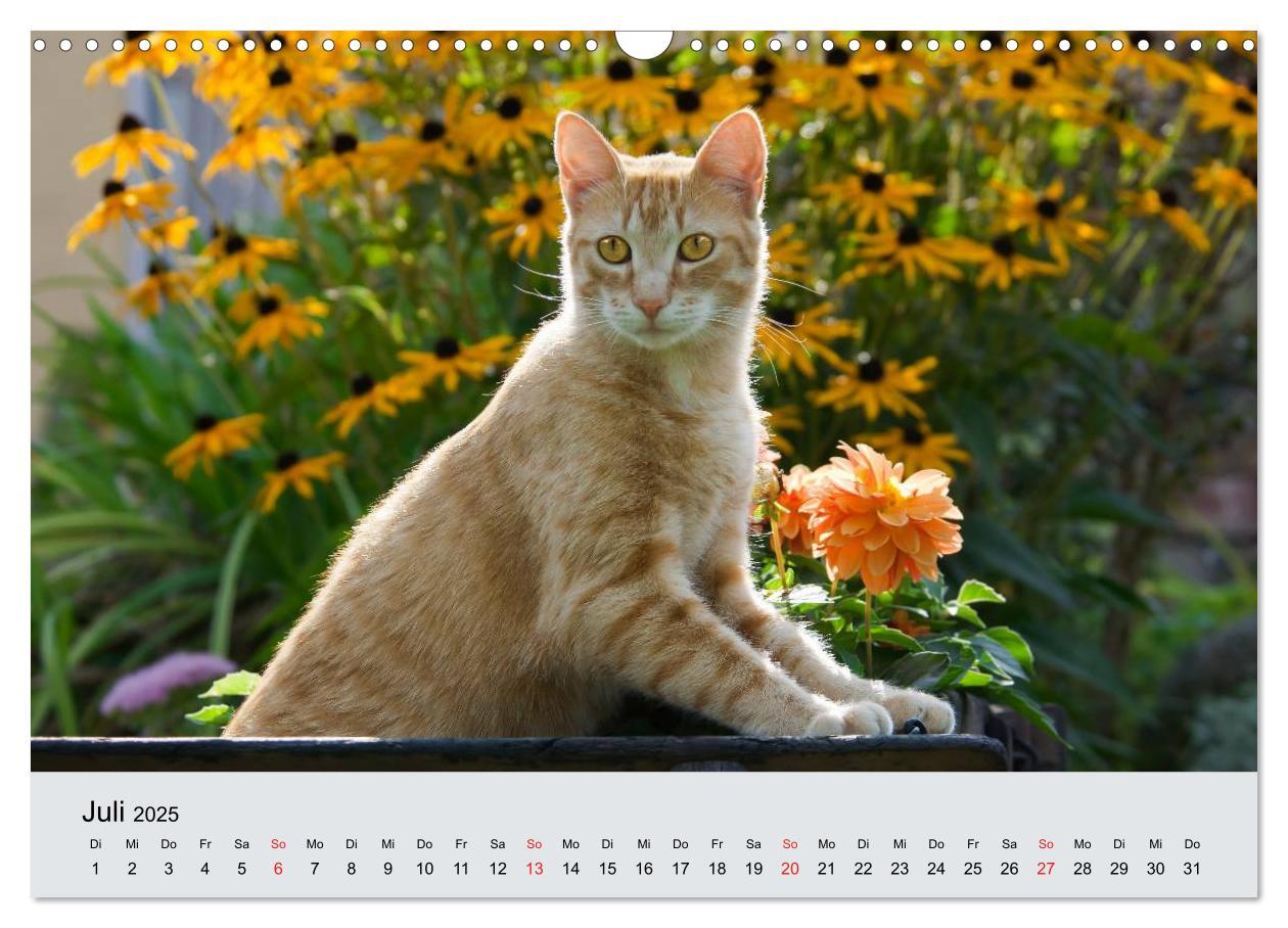 Bild: 9783435823284 | Katzen im Garten (Wandkalender 2025 DIN A3 quer), CALVENDO...