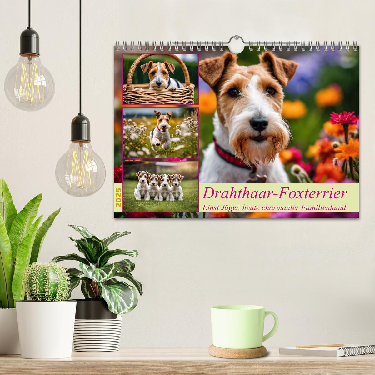 Bild: 9783435690367 | Drahthaar-Foxterrier (Wandkalender 2025 DIN A4 quer), CALVENDO...