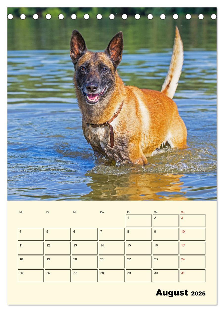 Bild: 9783435944293 | Familienplaner Tausendsassa Malinois (Tischkalender 2025 DIN A5...