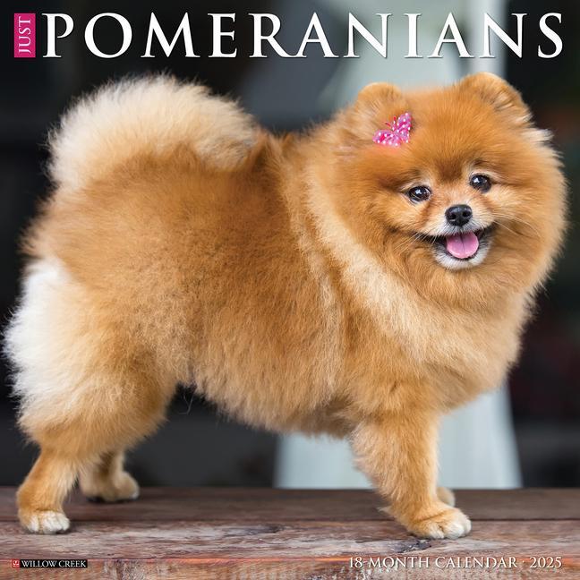 Cover: 9781549244506 | Just Pomeranians 2025 12 X 12 Wall Calendar | Willow Creek Press