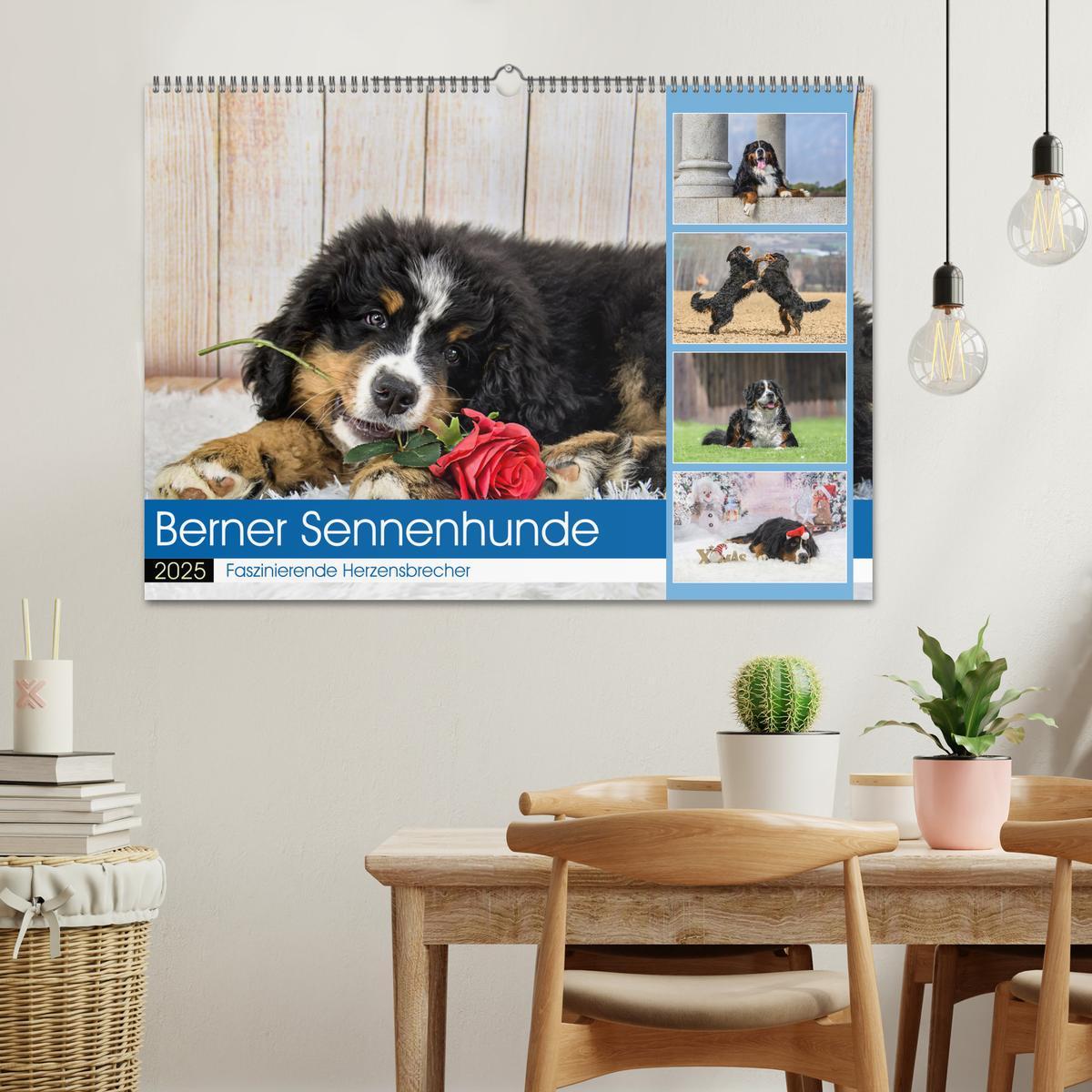 Bild: 9783457182604 | Berner Sennenhunde - Faszinierende Herzensbrecher (Wandkalender...