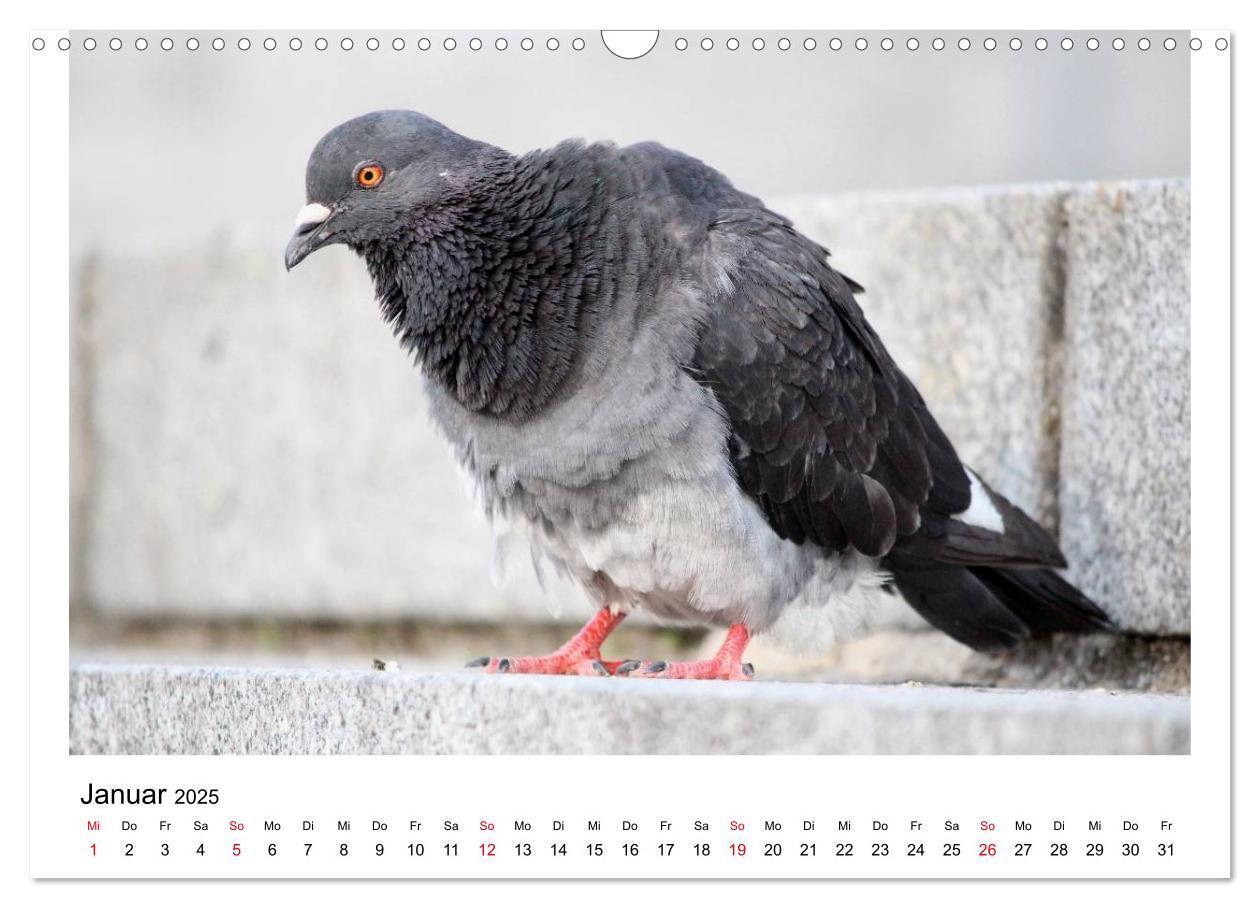 Bild: 9783435756278 | Geliebte Tauben (Wandkalender 2025 DIN A3 quer), CALVENDO...