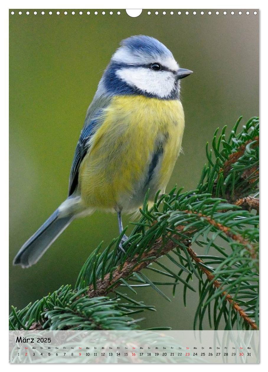 Bild: 9783457043295 | Vögel im heimischen Garten (Wandkalender 2025 DIN A3 hoch),...