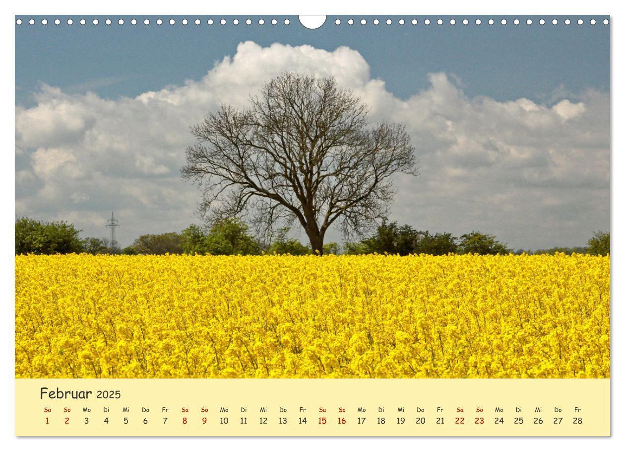 Bild: 9783435095162 | Rapsblüte an der Ostsee (Wandkalender 2025 DIN A3 quer), CALVENDO...