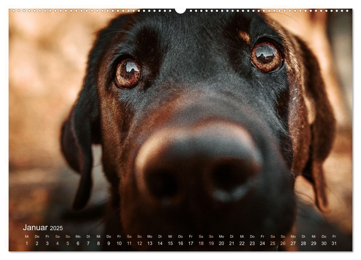 Bild: 9783435017843 | Verzauberung Labrador Retriever 2025 (Wandkalender 2025 DIN A2...