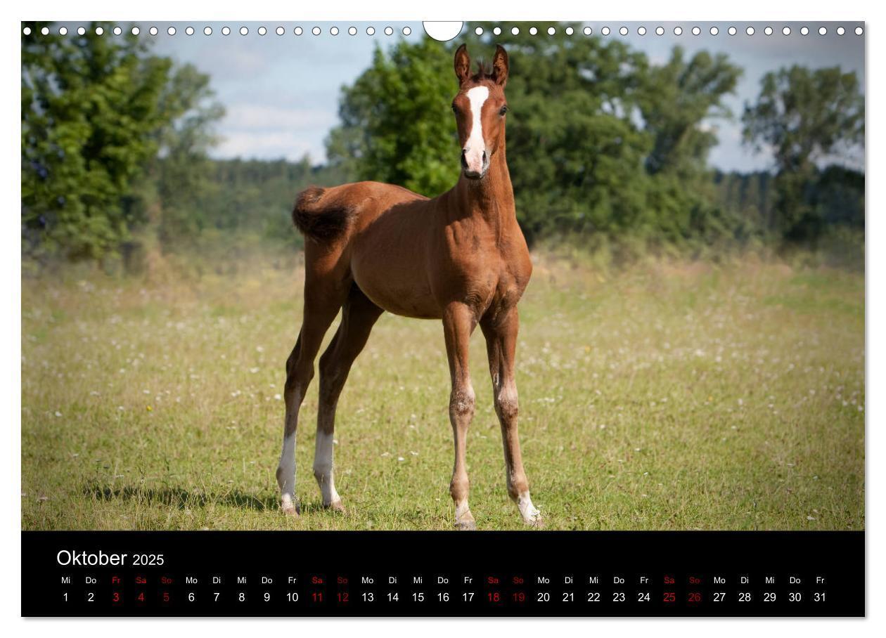 Bild: 9783435423729 | Vollblutaraber - Schönheit und Adel (Wandkalender 2025 DIN A3...